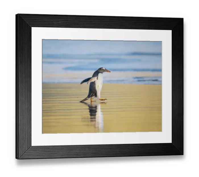 Framed Print : Gentoo Penguin during early morning at the coastline. South America, Falkland Islands, Saunders Island Framed Print : Gentoo Penguin during early morning at the coastline. South America, Falkland Islands, Saunders Island