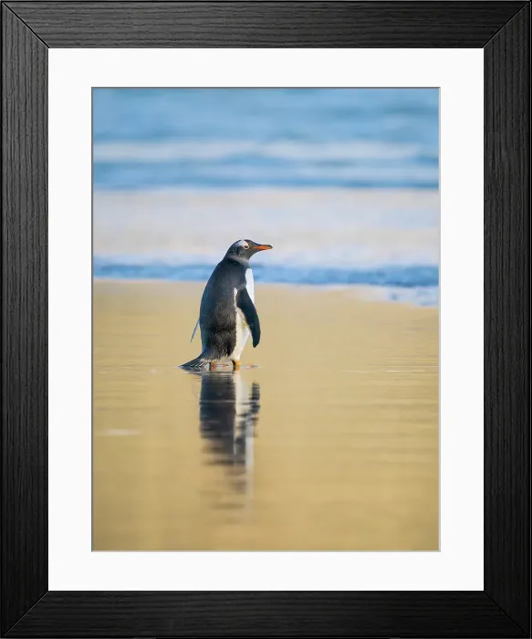 Framed Print : Gentoo Penguin during early morning at the coastline. South America, Falkland Islands, Saunders Island Framed Print : Gentoo Penguin during early morning at the coastline. South America, Falkland Islands, Saunders Island