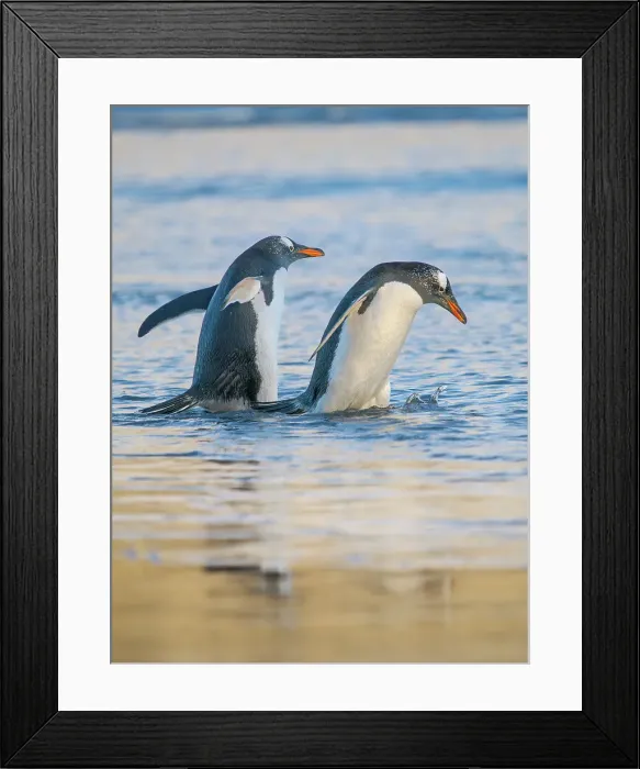Framed Print : Gentoo Penguin during early morning at the coastline. South America, Falkland Islands, Saunders Island Framed Print : Gentoo Penguin during early morning at the coastline. South America, Falkland Islands, Saunders Island