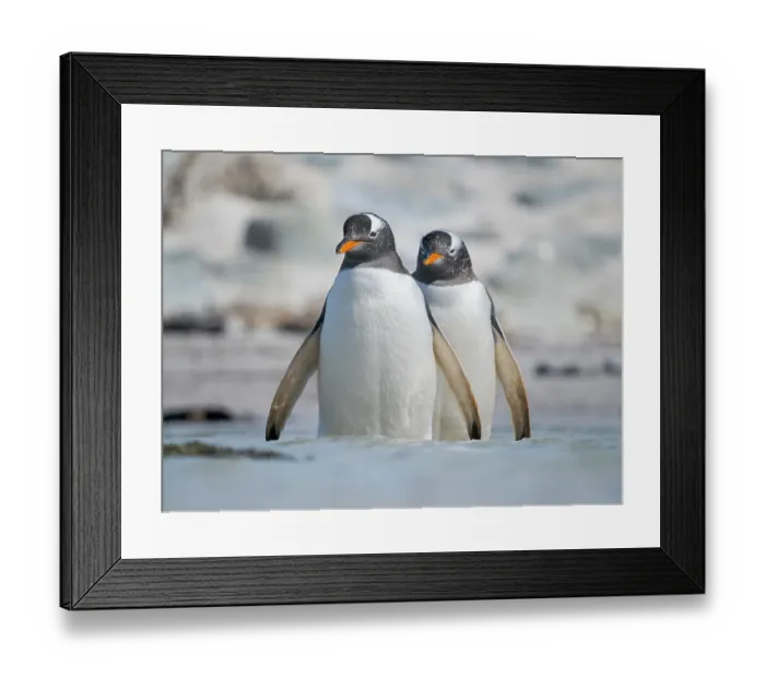 Framed Print : Gentoo Penguin entering the sea. South America, Falkland Islands, Bleaker Island Framed Print : Gentoo Penguin entering the sea. South America, Falkland Islands, Bleaker Island