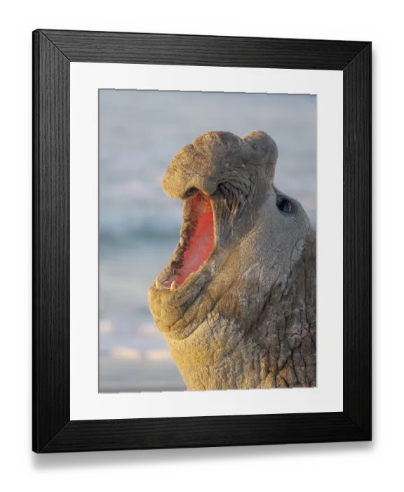 Framed Print : Dominant bull or beach master, threat display. Southern elephant seal during mating season on beach of Sea Lion Island. South America, Falkland Islands