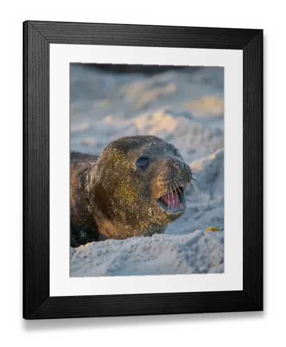 Framed Print : Pup of southern elephant seal during mating season on beach of Sea Lion Island. South America, Falkland Islands Framed Print : Pup of southern elephant seal during mating season on beach of Sea Lion Island. South America, Falkland Islands