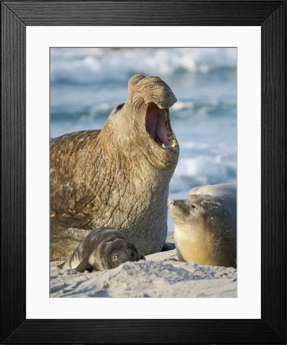 Framed Print : Dominant bull or beach master, threat display. Southern elephant seal during mating season on beach of Sea Lion Island. South America, Falkland Islands