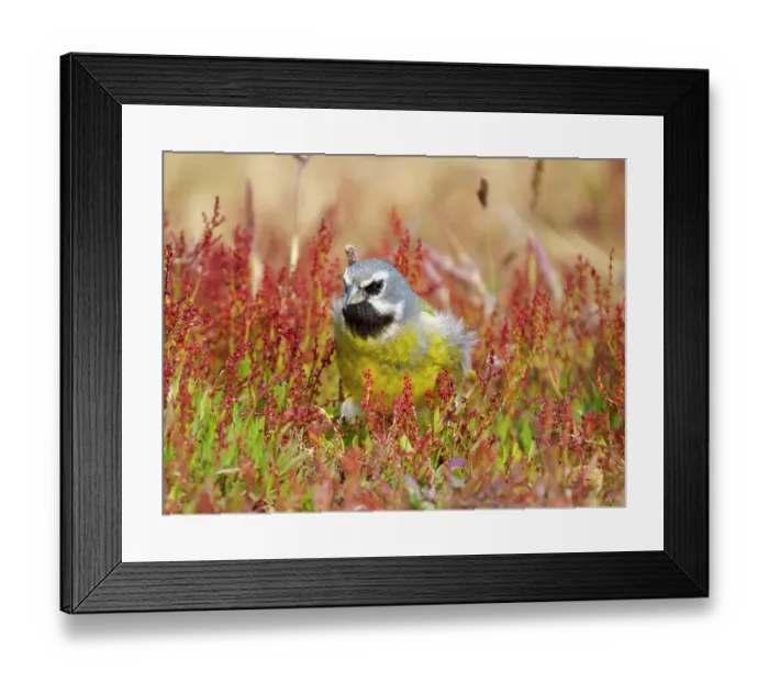 Framed Print : Male White-bridled finch (canary-winged finch, black-throated finch) on Sea Lion Island. South America, Falkland Islands Framed Print : Male White-bridled finch (canary-winged finch, black-throated finch) on Sea Lion Island. South America, Falkland Islands