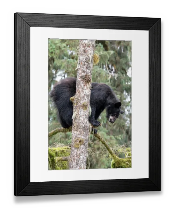 Framed Print : USA, Alaska. Black bear climbs tree at Anan Bear Observatory, Tongass National Forest Framed Print : USA, Alaska. Black bear climbs tree at Anan Bear Observatory, Tongass National Forest