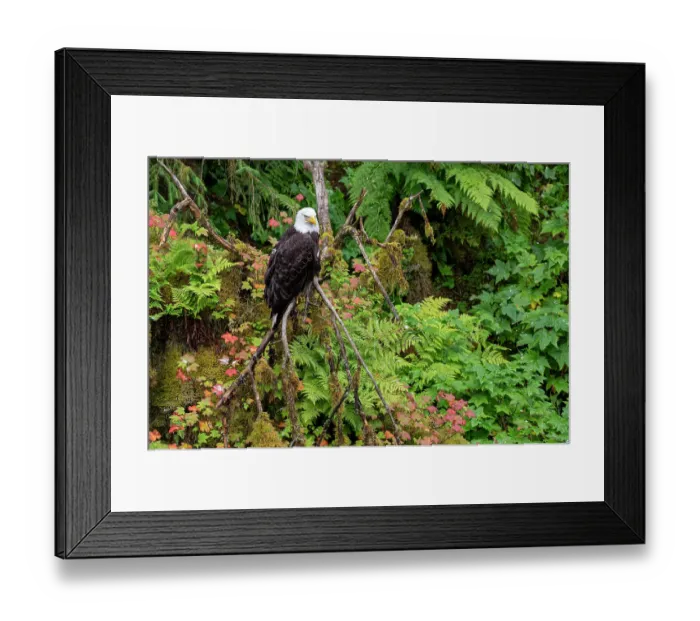 Framed Print : USA, Alaska. Bald eagle at Anan Bear Observatory Framed Print : USA, Alaska. Bald eagle at Anan Bear Observatory