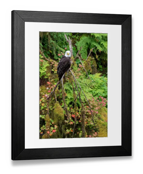 Framed Print : USA, Alaska. Bald eagle at Anan Bear Observatory Framed Print : USA, Alaska. Bald eagle at Anan Bear Observatory