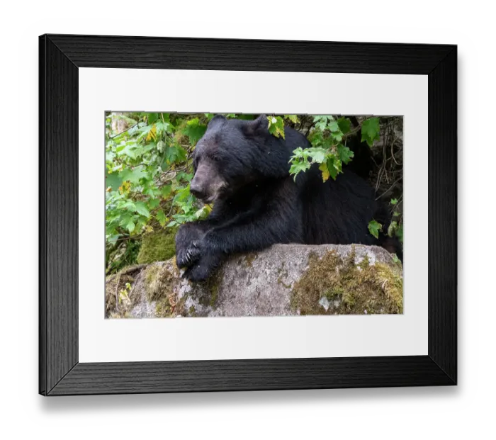Framed Print : USA, Alaska. Black bear in Tongass National Forest Framed Print : USA, Alaska. Black bear in Tongass National Forest