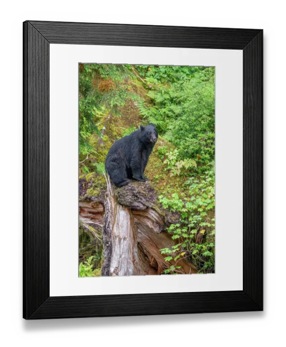 Framed Print : USA, Alaska. Black bear approaches Anan Creek, Tongass National Forest