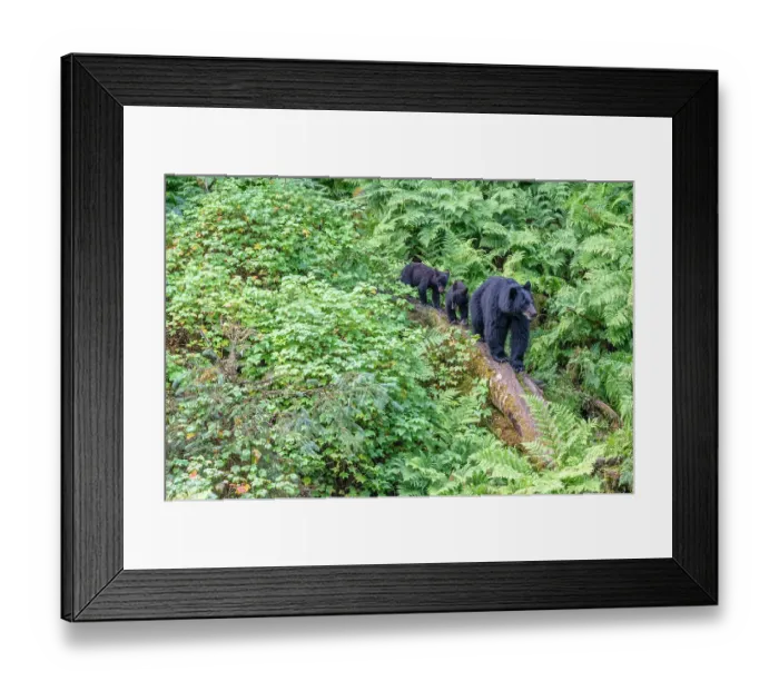 Framed Print : USA, Alaska. Black bear sow with cubs approaches creek, Anan Bear Observatory, Tongass National Forest