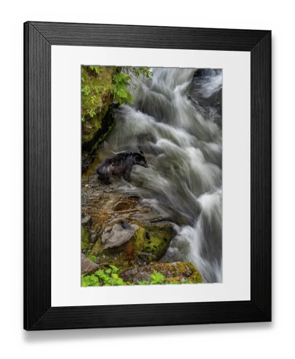 Framed Print : USA, Alaska. Black bear fishes at Anan Creek, Tongass National Forest