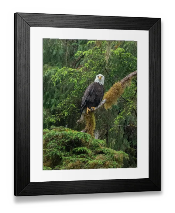 Framed Print : USA, Alaska. Bald eagle in rainforest near Wrangell
