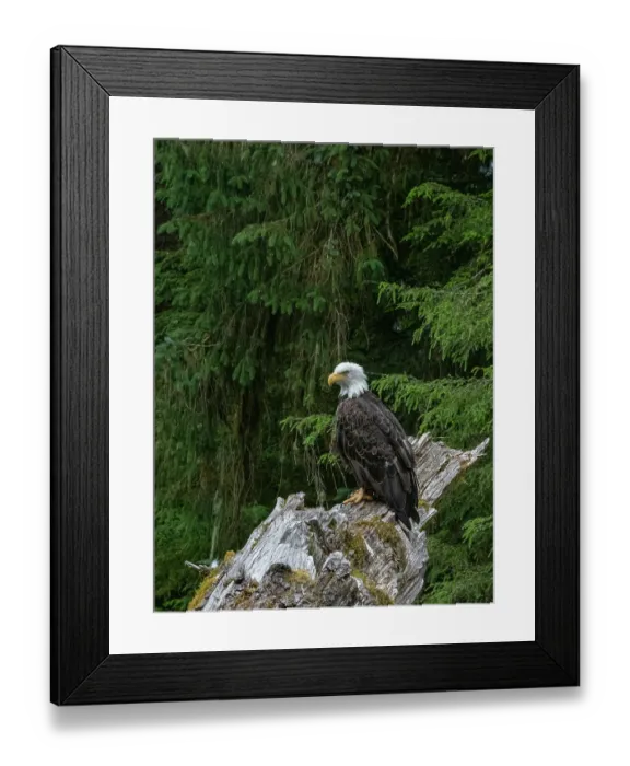 Framed Print : USA, Alaska. Bald eagle in rainforest near Wrangell