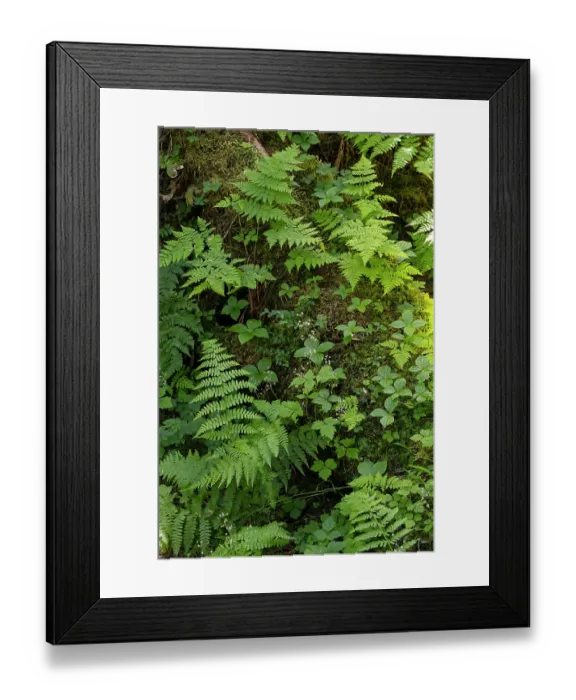 Framed Print : USA, Alaska. Bracken fern and mosses cling to tree trunk, Tongass National Forest