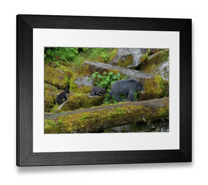 Framed Print : USA, Alaska. Mother black bear with cubs, Anan Bear Observatory Framed Print : USA, Alaska. Mother black bear with cubs, Anan Bear Observatory