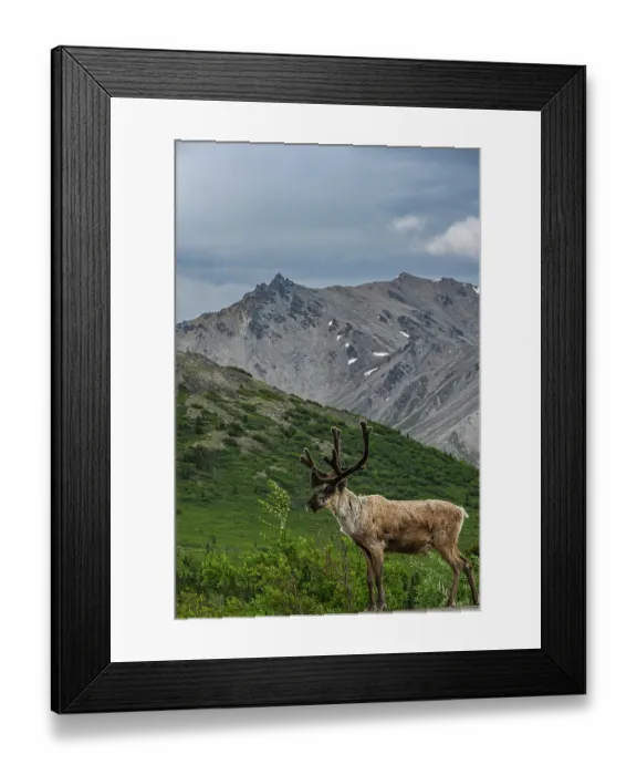 Framed Print : USA, Alaska. Male caribou, Denali National Park Framed Print : USA, Alaska. Male caribou, Denali National Park