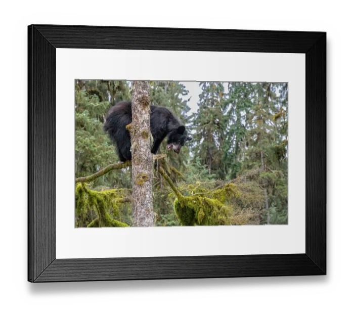 Framed Print : USA, Alaska. Black bear climbing moss covered tree at Anan Bear Observatory Framed Print : USA, Alaska. Black bear climbing moss covered tree at Anan Bear Observatory