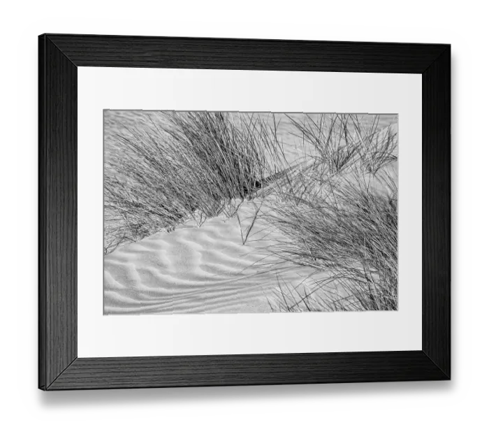 Framed Print : USA, California, Central Coast, Oceano, Dune grass at Pismo State Beach Dune Preserve Framed Print : USA, California, Central Coast, Oceano, Dune grass at Pismo State Beach Dune Preserve