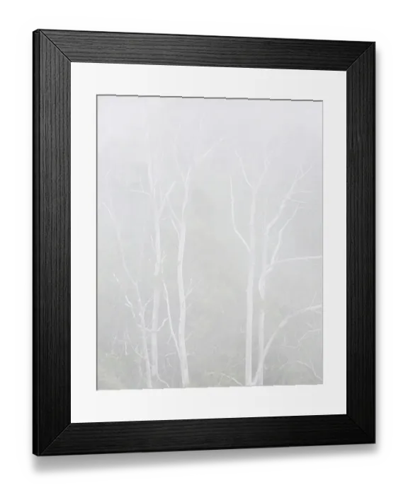 Framed Print : USA, California, Central Coast, Los Osos. Montana de Oro State Park, Fog engulfs eucalyptus trees Framed Print : USA, California, Central Coast, Los Osos. Montana de Oro State Park, Fog engulfs eucalyptus trees