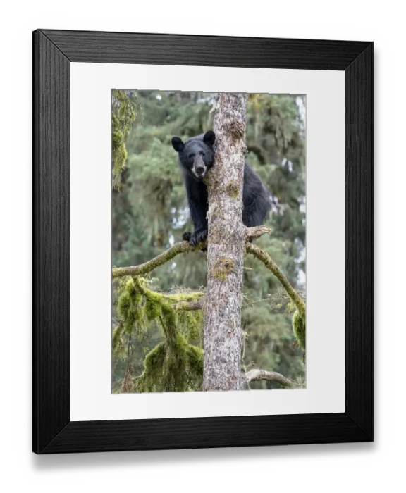 Framed Print : USA, Alaska. Black bear climbing moss covered tree at Anan Bear Observatory