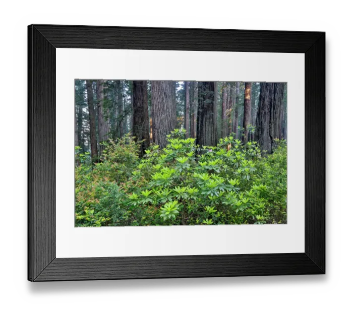 Framed Print : USA, California. Del Norte Redwoods State Park springtime with redwoods and rhododendrons Framed Print : USA, California. Del Norte Redwoods State Park springtime with redwoods and rhododendrons