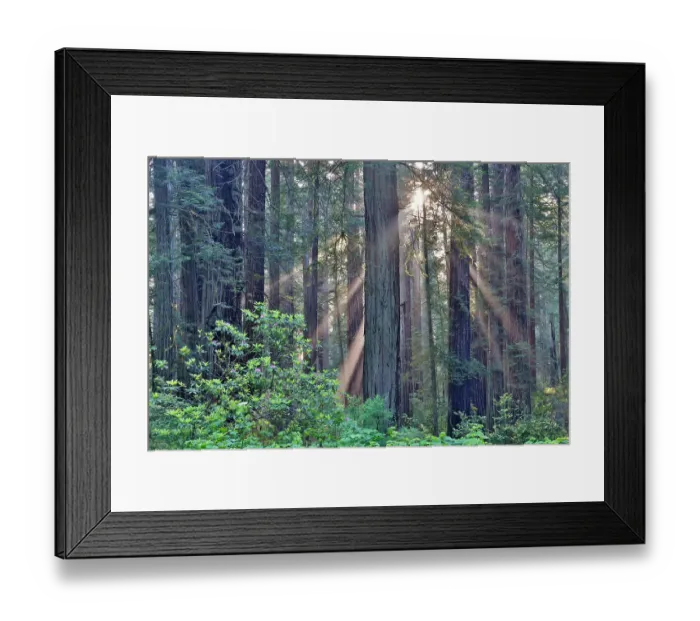 Framed Print : USA, California. Del Norte Redwoods State Park springtime with sunbeams coming through redwoods and rhododendrons Framed Print : USA, California. Del Norte Redwoods State Park springtime with sunbeams coming through redwoods and rhododendrons