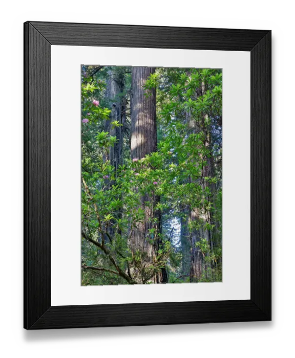 Framed Print : USA, California. Del Norte Redwoods State Park springtime with redwoods and rhododendrons Framed Print : USA, California. Del Norte Redwoods State Park springtime with redwoods and rhododendrons