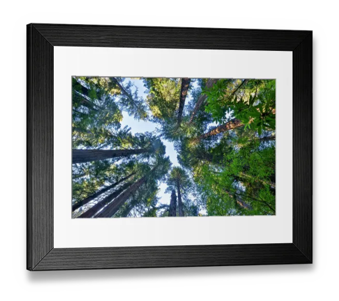 Framed Print : USA, California. Del Norte Redwoods State Park springtime looking up into Redwoods Framed Print : USA, California. Del Norte Redwoods State Park springtime looking up into Redwoods