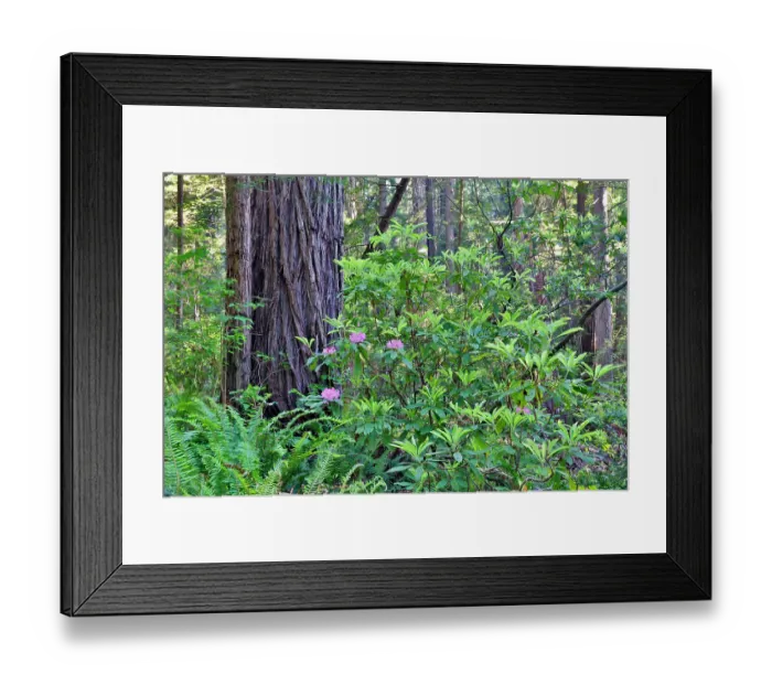 Framed Print : USA, California. Del Norte Redwoods State Park springtime with redwoods and rhododendrons Framed Print : USA, California. Del Norte Redwoods State Park springtime with redwoods and rhododendrons