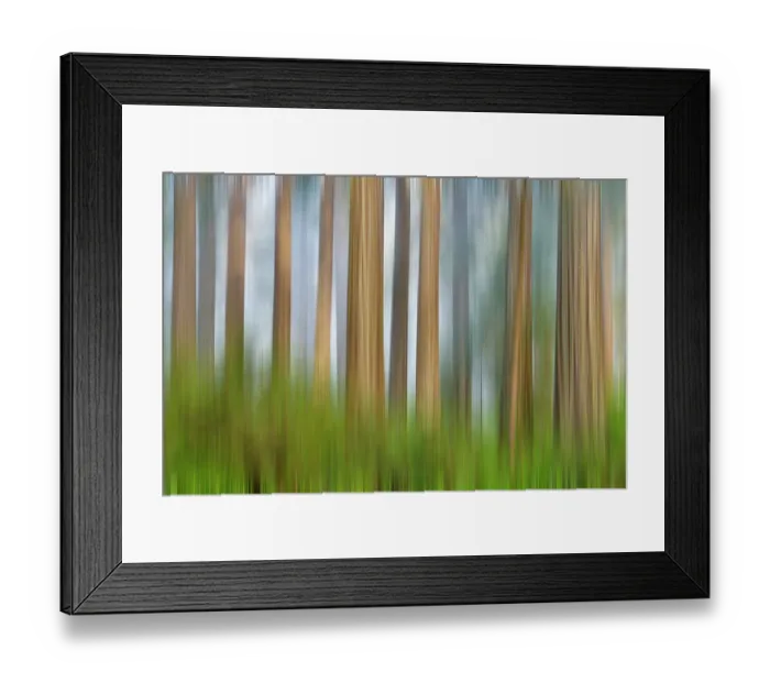 Framed Print : USA, California. Del Norte Redwoods State Park springtime with motion blur redwoods and rhododendrons