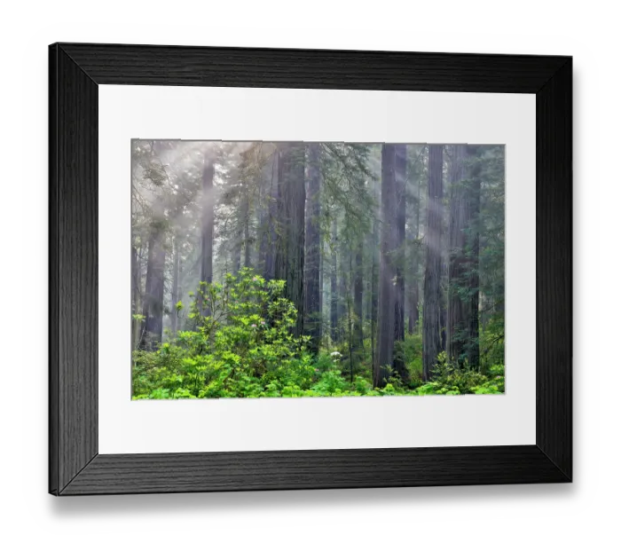 Framed Print : USA, California. Del Norte Redwoods State Park springtime with sunbeams coming through redwoods and rhododendrons Framed Print : USA, California. Del Norte Redwoods State Park springtime with sunbeams coming through redwoods and rhododendrons