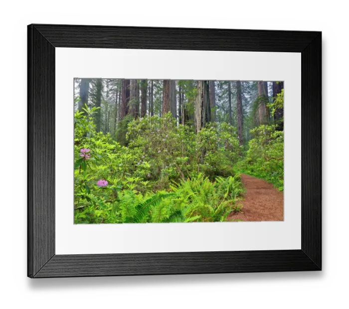 Framed Print : USA, California. Del Norte Redwoods State Park springtime with redwoods and rhododendrons Framed Print : USA, California. Del Norte Redwoods State Park springtime with redwoods and rhododendrons