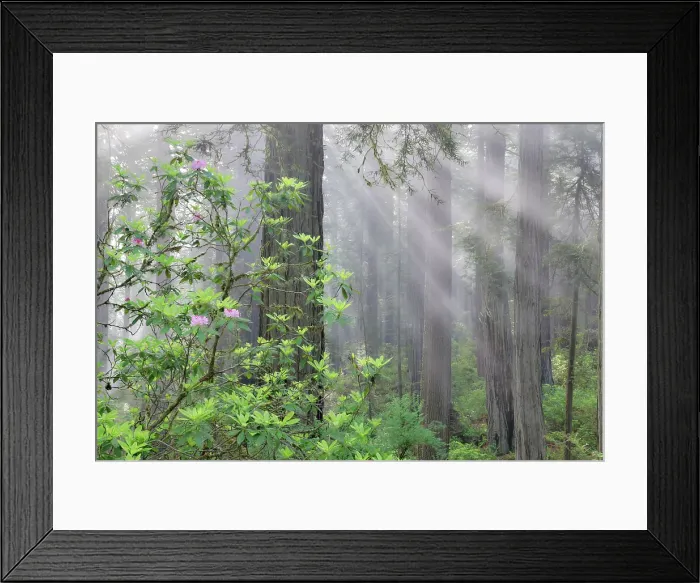 Framed Print : USA, California. Del Norte Redwoods State Park springtime with sunbeams coming through redwoods and rhododendrons Framed Print : USA, California. Del Norte Redwoods State Park springtime with sunbeams coming through redwoods and rhododendrons