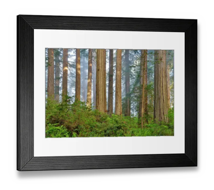 Framed Print : USA, California. Del Norte Redwoods State Park springtime with redwoods and rhododendrons