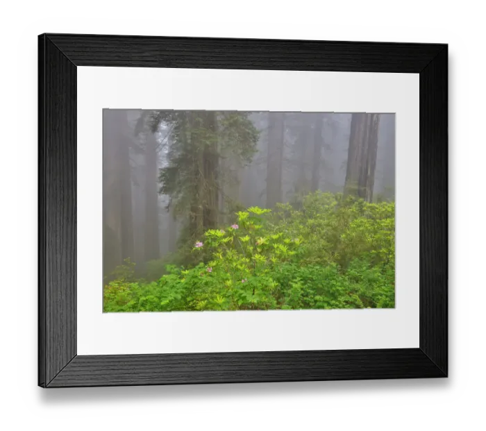 Framed Print : USA, California. Del Norte Redwoods State Park springtime with redwoods and rhododendrons Framed Print : USA, California. Del Norte Redwoods State Park springtime with redwoods and rhododendrons