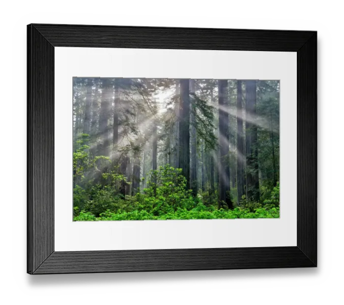 Framed Print : USA, California. Del Norte Redwoods State Park springtime with sunbeams coming through redwoods and rhododendrons Framed Print : USA, California. Del Norte Redwoods State Park springtime with sunbeams coming through redwoods and rhododendrons
