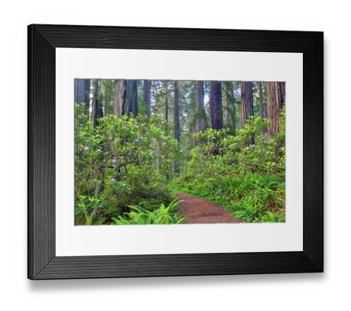 Framed Print : USA, California. Del Norte Redwoods State Park springtime with redwoods and rhododendrons