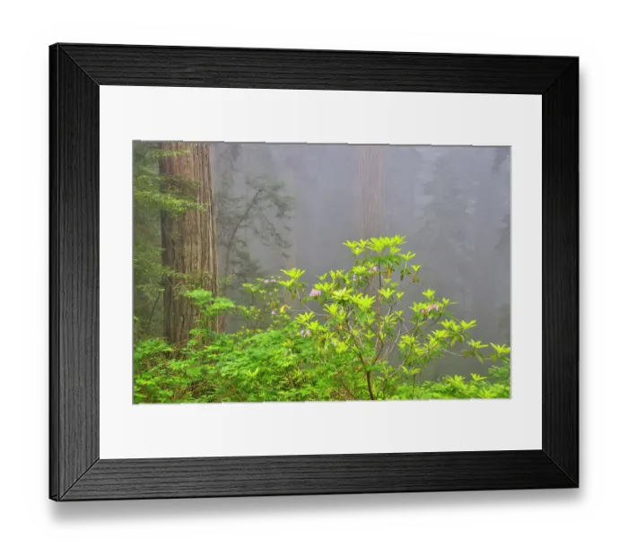 Framed Print : USA, California. Del Norte Redwoods State Park springtime with redwoods and rhododendrons Framed Print : USA, California. Del Norte Redwoods State Park springtime with redwoods and rhododendrons