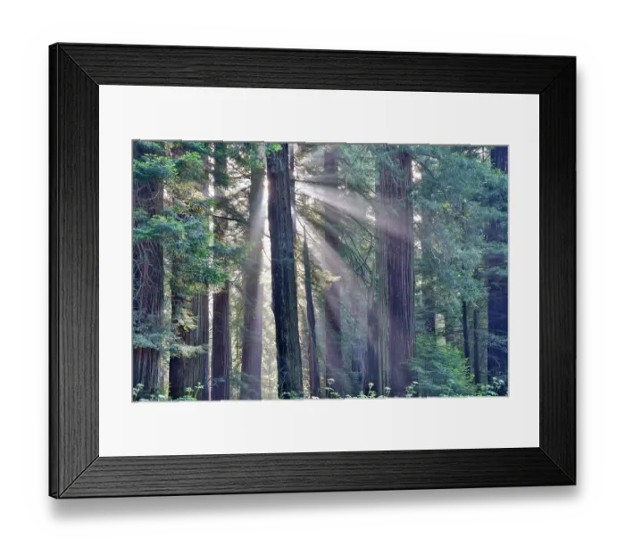 Framed Print : USA, California. Del Norte Redwoods State Park springtime with sunbeams coming through redwoods and rhododendrons Framed Print : USA, California. Del Norte Redwoods State Park springtime with sunbeams coming through redwoods and rhododendrons
