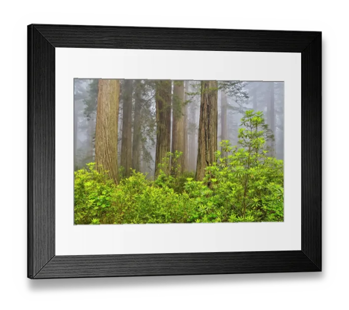 Framed Print : USA, California. Del Norte Redwoods State Park springtime with redwoods and rhododendrons