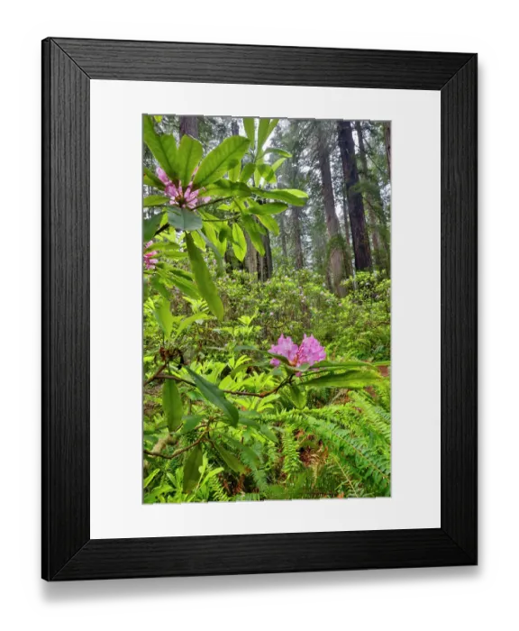 Framed Print : USA, California. Del Norte Redwoods State Park springtime with redwoods and rhododendrons Framed Print : USA, California. Del Norte Redwoods State Park springtime with redwoods and rhododendrons