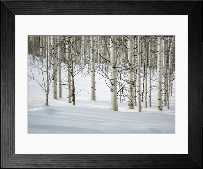 Framed Print : USA, Colorado, Routt County. Steamboat Springs, Bare aspen trees in winter