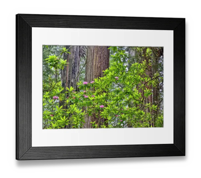 Framed Print : USA, California. Del Norte Redwoods State Park springtime with redwoods and rhododendrons Framed Print : USA, California. Del Norte Redwoods State Park springtime with redwoods and rhododendrons