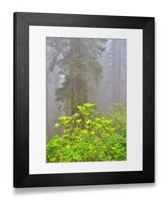 Framed Print : USA, California. Del Norte Redwoods State Park springtime with redwoods and rhododendrons Framed Print : USA, California. Del Norte Redwoods State Park springtime with redwoods and rhododendrons