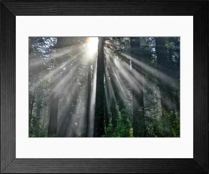 Framed Print : USA, California. Del Norte Redwoods State Park springtime with sunbeams coming through redwoods and rhododendrons Framed Print : USA, California. Del Norte Redwoods State Park springtime with sunbeams coming through redwoods and rhododendrons
