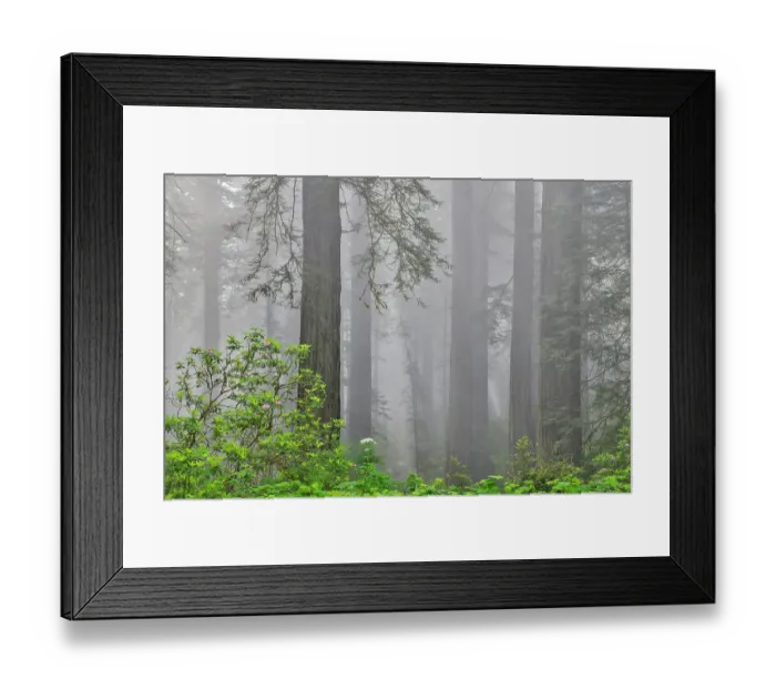 Framed Print : USA, California. Del Norte Redwoods State Park springtime with redwoods and rhododendrons