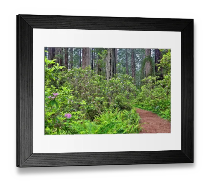 Framed Print : USA, California. Del Norte Redwoods State Park springtime with redwoods and rhododendrons Framed Print : USA, California. Del Norte Redwoods State Park springtime with redwoods and rhododendrons