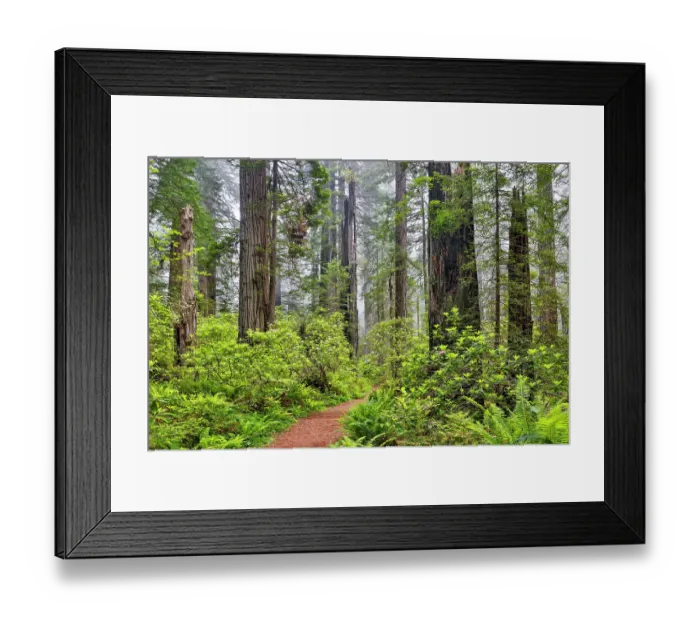 Framed Print : USA, California. Del Norte Redwoods State Park springtime with redwoods and rhododendrons Framed Print : USA, California. Del Norte Redwoods State Park springtime with redwoods and rhododendrons