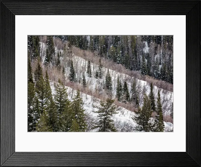 Framed Print : USA, Colorado, Routt County. Steamboat Springs, Ridges of aspen trees and conifers
