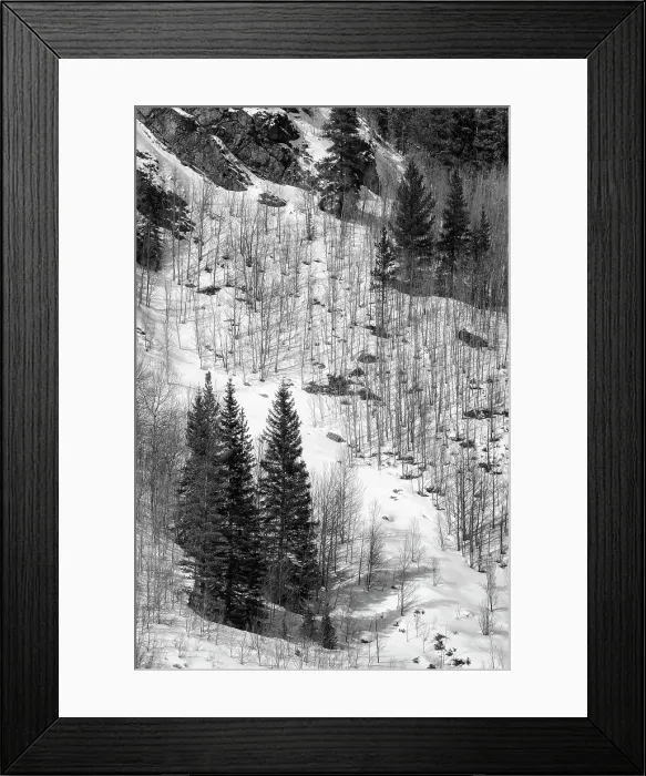 Framed Print : USA, Colorado, Summit County, Frisco. Aspen trees and conifers near Copper Mountain Framed Print : USA, Colorado, Summit County, Frisco. Aspen trees and conifers near Copper Mountain